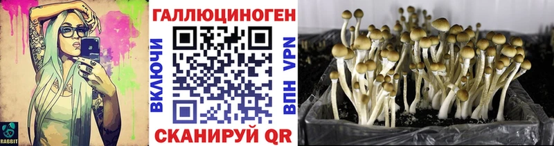 Псилоцибиновые грибы прущие грибы  дарнет шоп  Кедровый 
